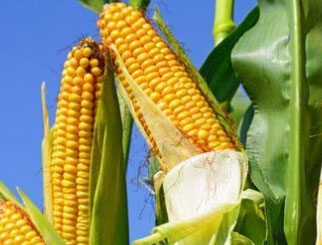 12月31日期市早参：阿根廷暂停发放玉米出口许可