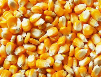 《农产品期货》：黑土地上的大高个——玉米的流通和价格影响因素