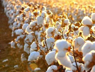 棉花期货价格影响因素 影响棉花价格波动的因素有哪些