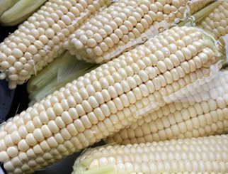 玉米期货价格受什么影响