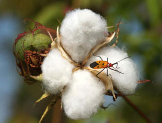 影响棉花期货价格的因素有哪些 棉花期货入门须知（一）