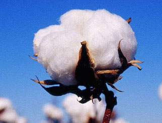 棉花期货的价格影响因素 期货棉花的相关知识解读