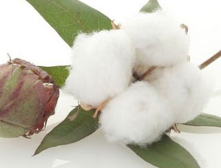 影响棉花期货价格的因素有哪些 棉花期货入门须知（二）