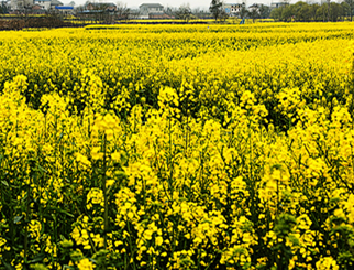 菜籽油期货行情分析 下半年震荡筑顶