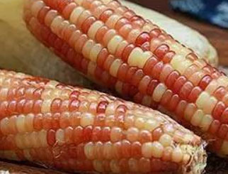 《农产品期货》：黑土地上的大高个——玉米淀粉
