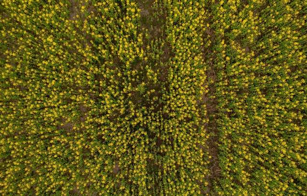 “前旱后涝”： 加拿大油菜籽产量下降 菜粕菜油全球供应偏紧运行