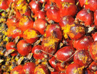 《农产品期货》：来自热带的百变油脂——棕榈油的价格影响因素