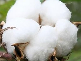 《农产品期货》：“白金”之花满枝绽——棉花的起源、引入和发展