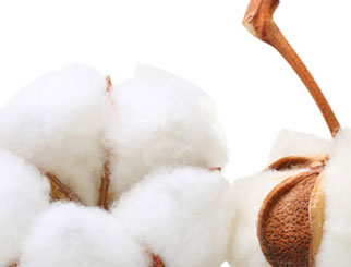 主要灾害对棉花生长的影响 棉花期货入门