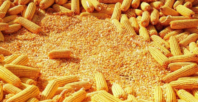 哪些因素影响玉米期货的行情