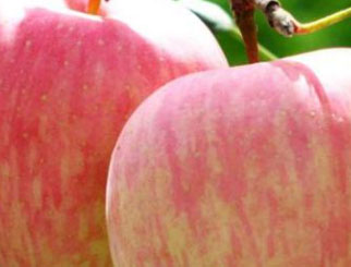 《农产品期货》：佳果红腮香自来——苹果（一）