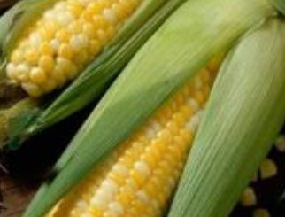 《农产品期货》：黑土地上的大高个——玉米在国内的栽培历史