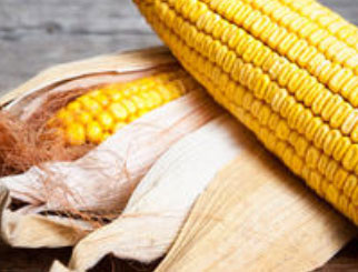 《农产品期货》：黑土地上的大高个——玉米（二）玉米的生长条件